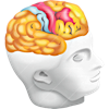 Anatomy Head icon